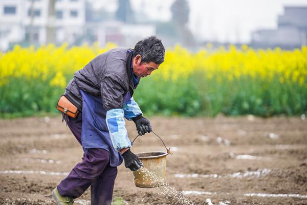 亩栽4500株的株距，一般为26厘米左右