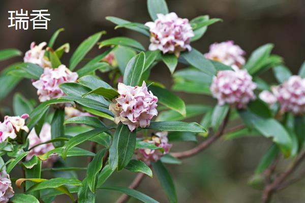 北方室内有哪些好养的花卉盆栽，常见的有牡丹、绣线菊等