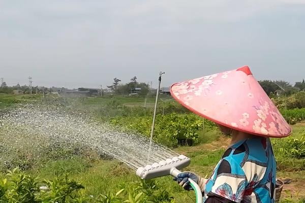 释迦果能在家里种吗，在家里可以种植