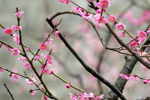 梅花的形态特征，梅花是先开花后长叶的植物