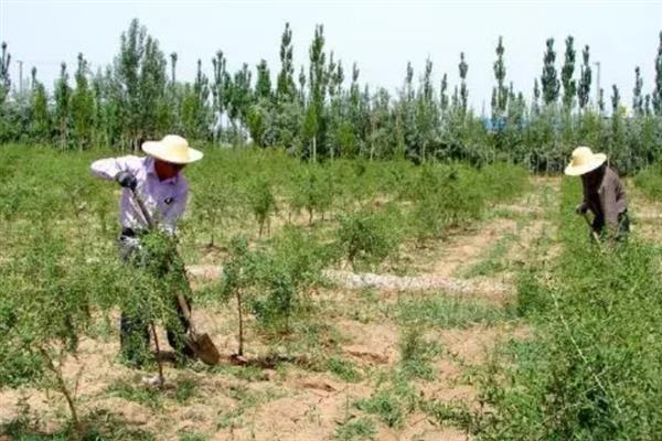 枸杞怎么施肥，基肥应开沟施入、主施有机肥辅施化肥