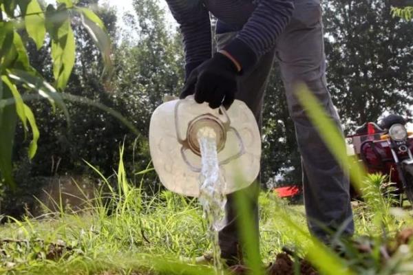 种植油桃怎么施肥，前期主施氮肥、后期主施磷肥和钾肥