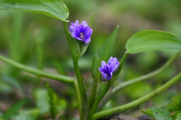 稻田鸭舌草适合用什么除草剂，可选择苄·丁、苄嘧·苯噻酰可湿性粉剂等