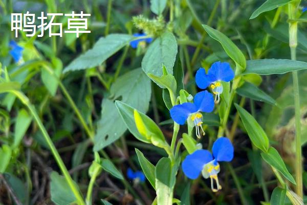 稻田鸭舌草适合用什么除草剂，可选择苄·丁、苄嘧·苯噻酰可湿性粉剂等