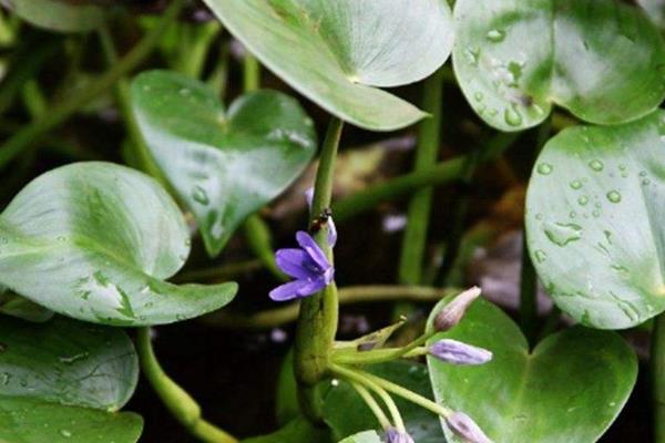 稻田鸭舌草适合用什么除草剂，可选择苄·丁、苄嘧·苯噻酰可湿性粉剂等