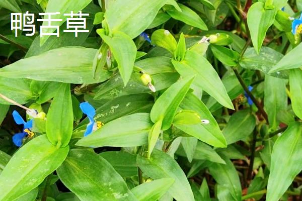 稻田鸭舌草适合用什么除草剂，可选择苄·丁、苄嘧·苯噻酰可湿性粉剂等