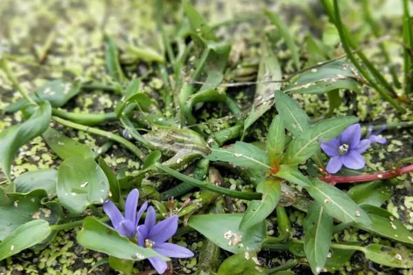 稻田鸭舌草适合用什么除草剂，可选择苄·丁、苄嘧·苯噻酰可湿性粉剂等