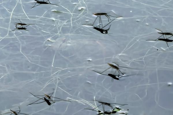 水黾属于益虫还是害虫，是一种益虫、可捕食其它害虫的卵