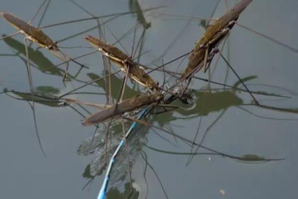 水黾属于益虫还是害虫，是一种益虫、可捕食其它害虫的卵