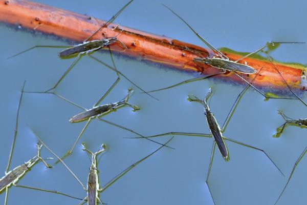 水黾属于益虫还是害虫，是一种益虫、可捕食其它害虫的卵