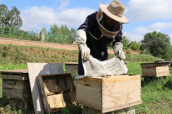 夏天怎么养殖中蜂，要做好降温、通风、防逃等措施