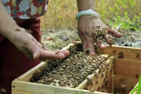 夏天怎么养殖中蜂，要做好降温、通风、防逃等措施