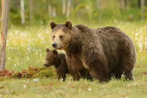 狍子和鹿有什么区别，外观差异、生活习性、分布地区等均有所不同