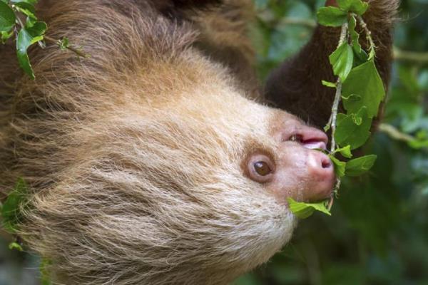 树獭吃什么，食物包括树叶、嫩芽和果实