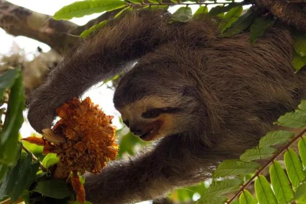 树獭吃什么，食物包括树叶、嫩芽和果实