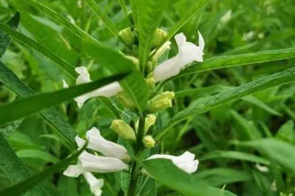 黑芝麻简介，别称胡麻、油麻等