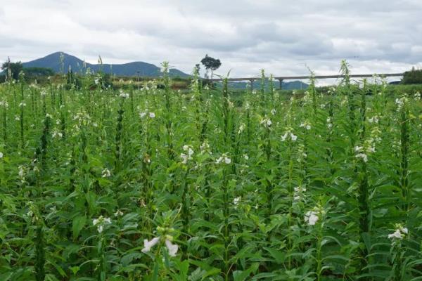 黑芝麻简介，别称胡麻、油麻等