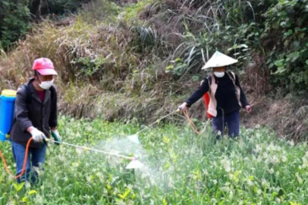 上海青怎么种植，深耕做畦后再进行撒播或条播