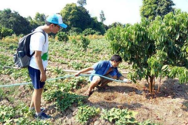 荔枝采摘后怎么管理，清园、施肥、病虫防治等工作都要做好