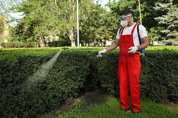 介壳虫使用的药剂，可以喷洒毒死蜱、氧化乐果等