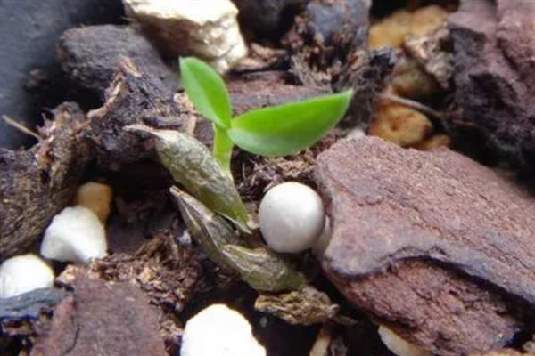 怎么种植铁皮石斛，对种子消毒并浸泡生根水、晾干后再播种