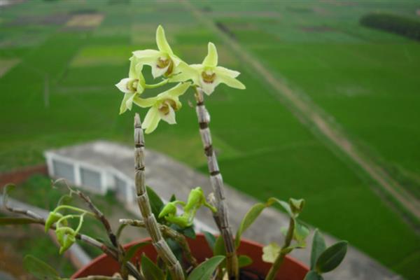 怎么种植铁皮石斛，对种子消毒并浸泡生根水、晾干后再播种