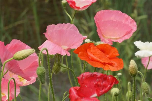 什么花卉的名称不含花，有虞美人、三角梅、风信子等