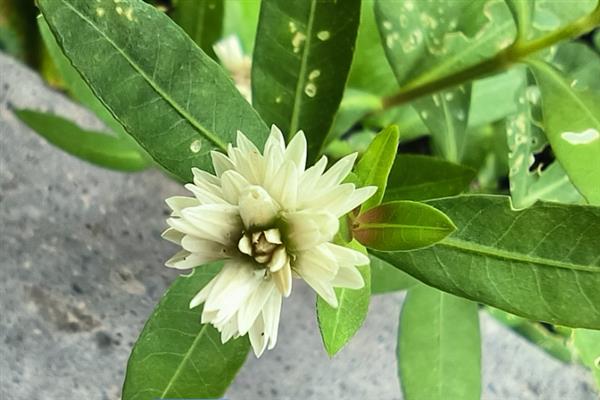 水花生是哪种植物，通常指喜旱莲子草