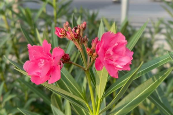 什么花卉的名称不含花，有虞美人、三角梅、风信子等