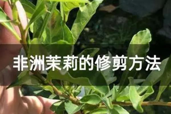 非洲茉莉长白斑的处理方式，需及时剪掉病叶和喷洒药剂