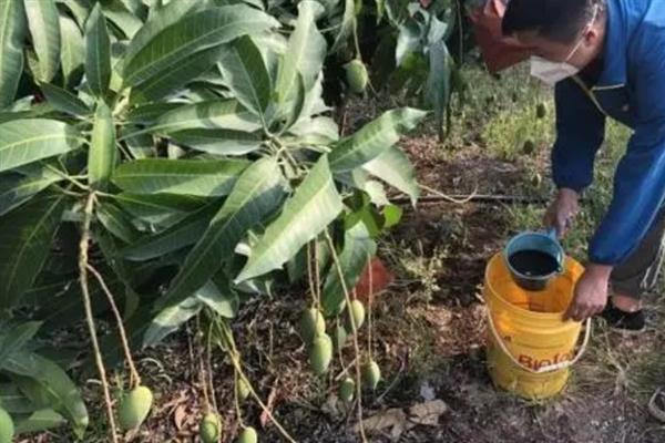 芒果花期下雨如何养护，需及时排出积水