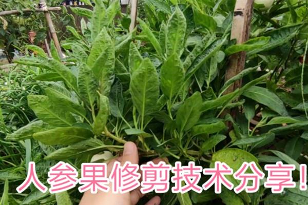 人参果的育苗方法，用温水浸种3-4小时、经过催芽再进行穴播