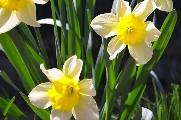 水仙花属于什么地方的市花，在漳州市被当作市花