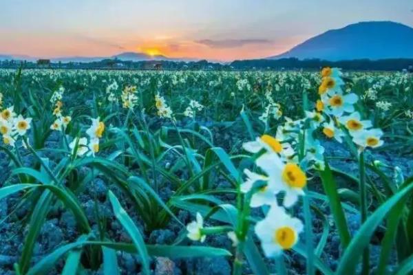 水仙花属于什么地方的市花，在漳州市被当作市花