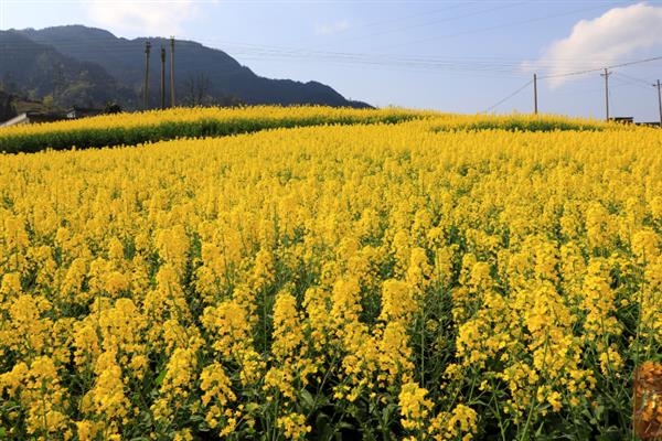 汉中油菜花基地在哪个地方，比较出门的在汉中市洋县高速出口处