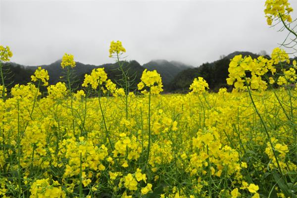 汉中油菜花基地在哪个地方，比较出门的在汉中市洋县高速出口处