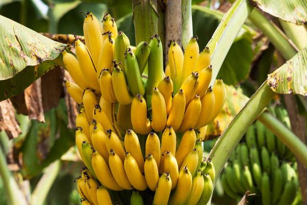 哪些水果排名前十，包括苹果、香蕉、蓝莓、甜瓜等品种