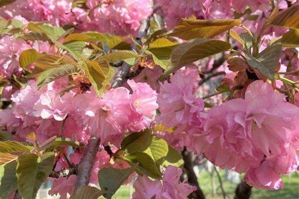 樱花的颜色，主要有白色、粉色、红色这3种