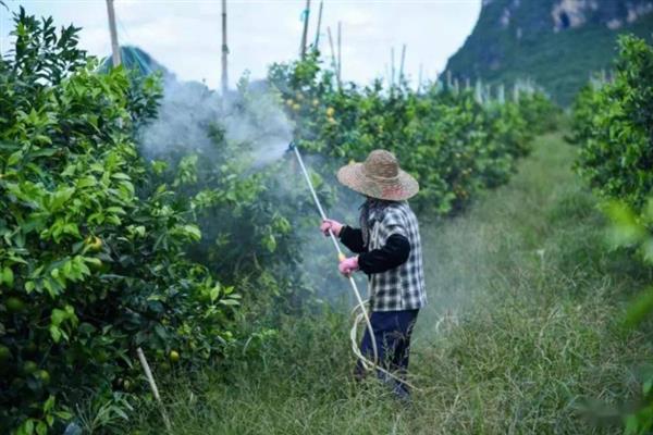 橙子的种植方法，生长期一定要保持充足的光照