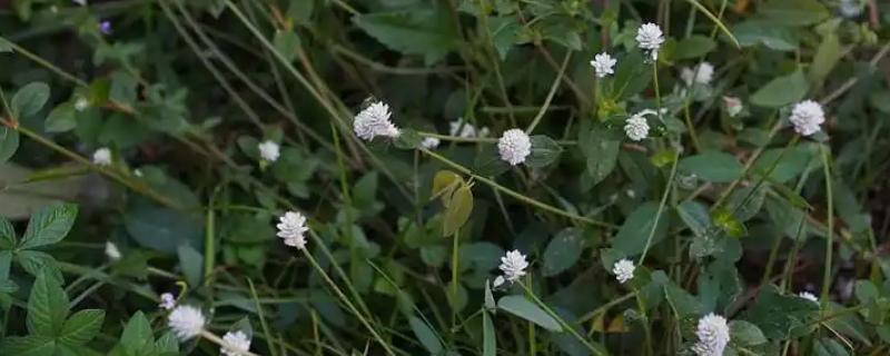 白花草的种类，只有一种