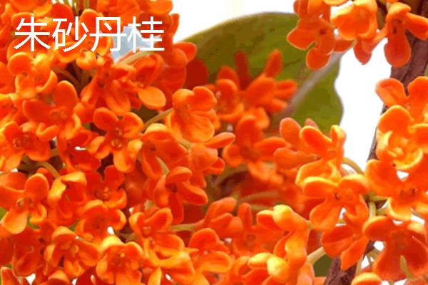 桂花会在几月份开放，主要集中在9-10月份