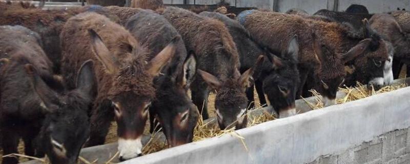 农村有哪些风险低能赚钱的项目，肉驴养殖、肉牛养殖等项目值得考虑