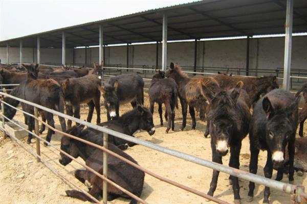 农村有哪些风险低能赚钱的项目，肉驴养殖、肉牛养殖等项目值得考虑