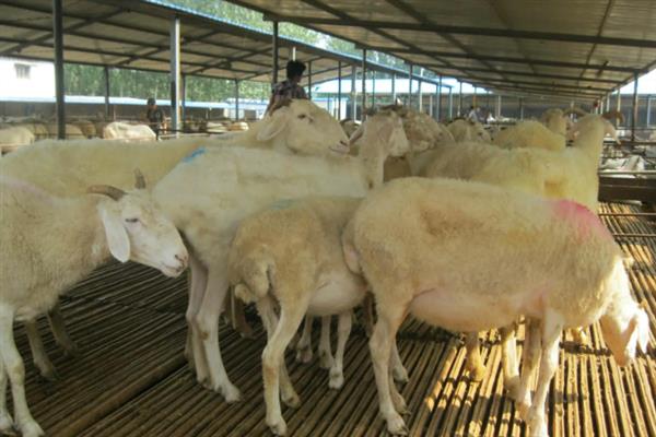 农村有哪些风险低能赚钱的项目，肉驴养殖、肉牛养殖等项目值得考虑