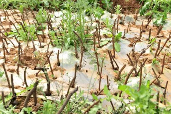 种植防风的要点，苗高达到6厘米左右时要间苗