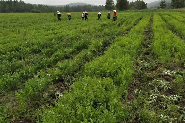 种植防风的要点，苗高达到6厘米左右时要间苗