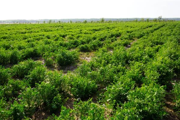 种植防风的要点，苗高达到6厘米左右时要间苗