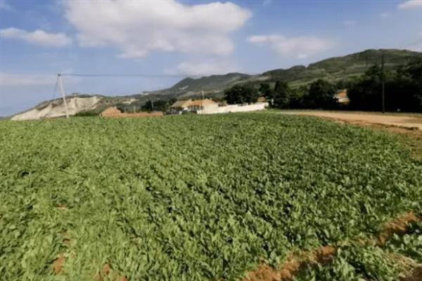 种植防风的要点，苗高达到6厘米左右时要间苗