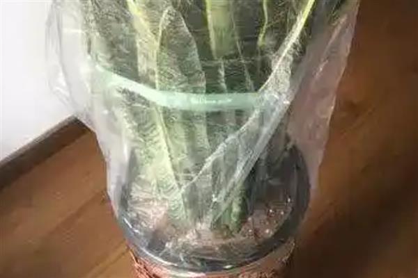 虎皮兰的耐寒温度，可以忍耐5℃左右的低温