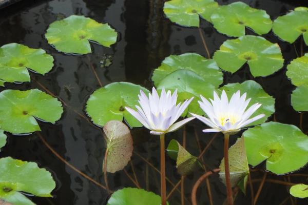 荷花要每天换水吗，是无需每天换水的